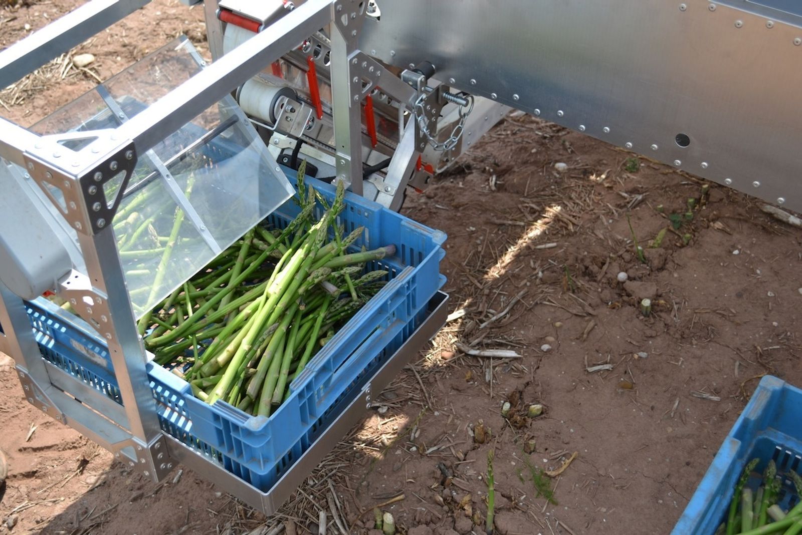 Asparagus collected by Sprout