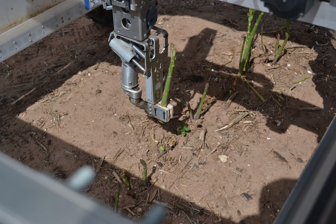 Sprout collecting an asparagus shoot.