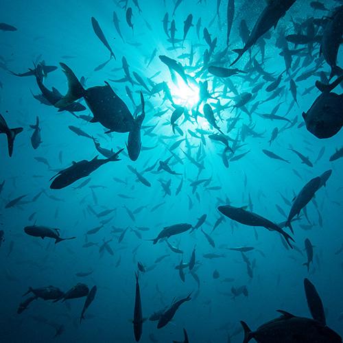underwater photo of school of fish