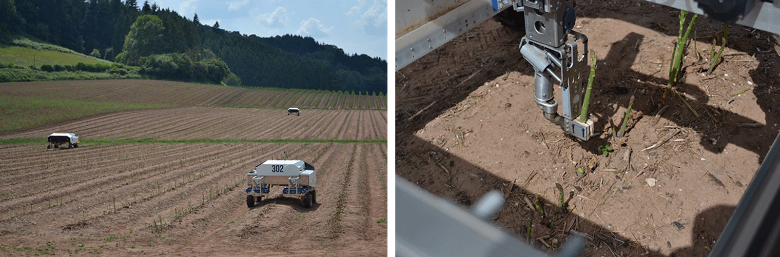 muddy machines' sprout