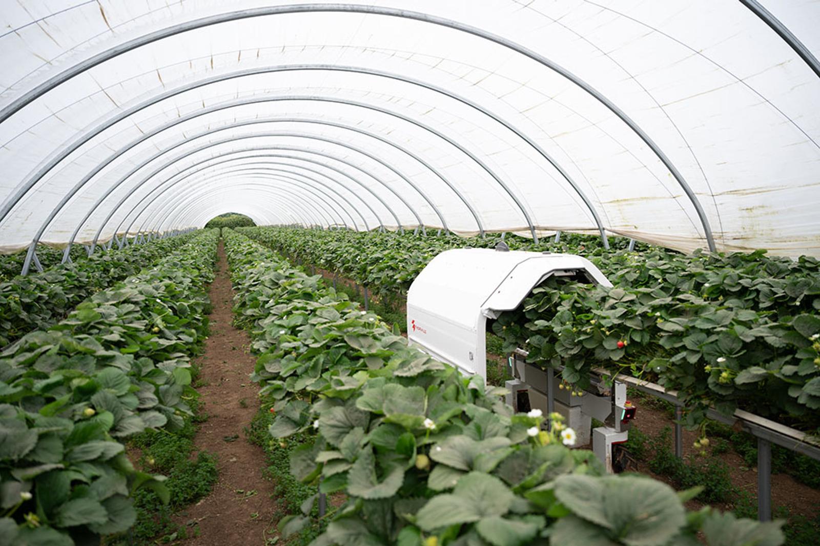 Saga Robotic’s Thorvald robot applying UV-C treatment to crops