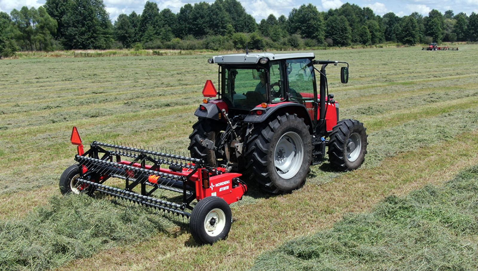 Voltafieno lanuginoso Norden AlFated in un campo.