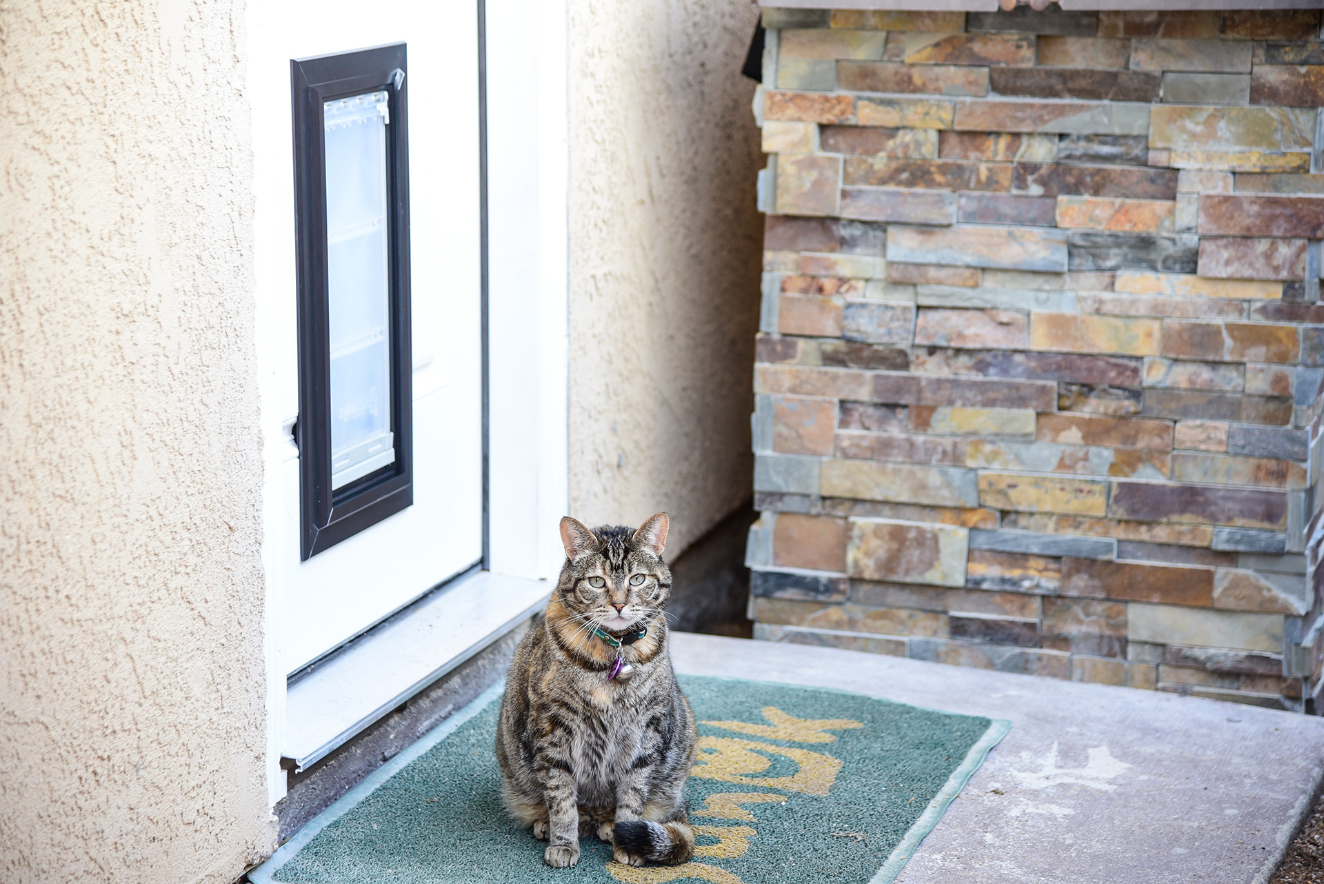 Cat sitting by the door